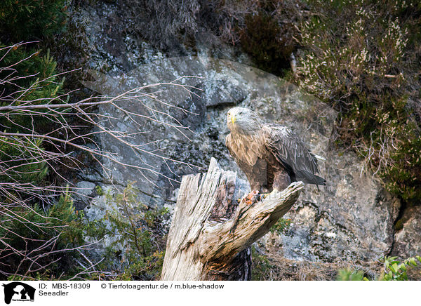 Seeadler / white-tailed sea eagle / MBS-18309