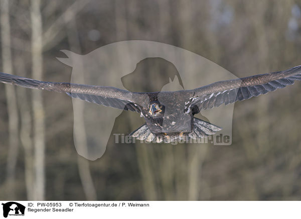 fliegender Seeadler / flying white-tailed eagle / PW-05953