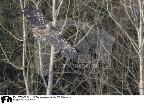fliegender Seeadler / flying white-tailed eagle / PW-05954