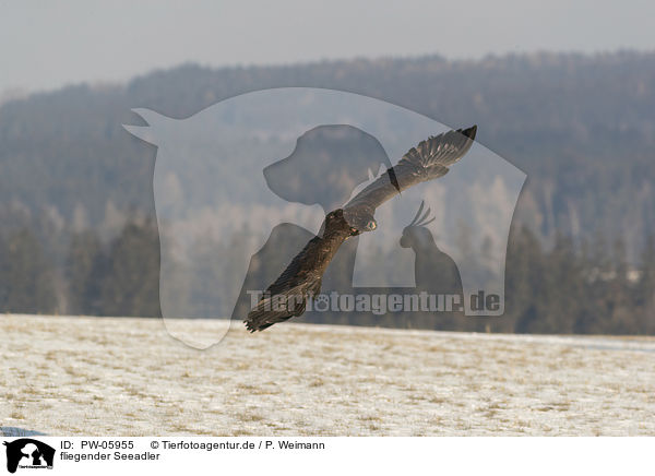 fliegender Seeadler / flying white-tailed eagle / PW-05955
