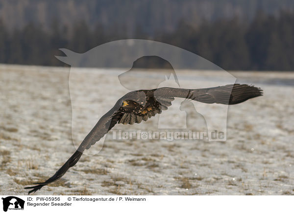 fliegender Seeadler / flying white-tailed eagle / PW-05956
