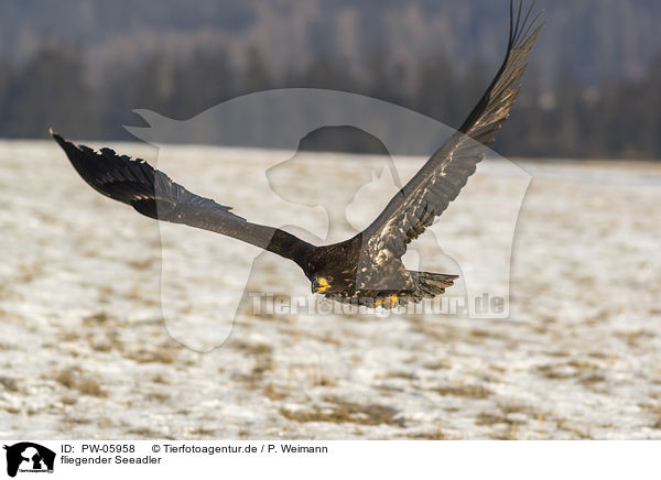 fliegender Seeadler / flying white-tailed eagle / PW-05958