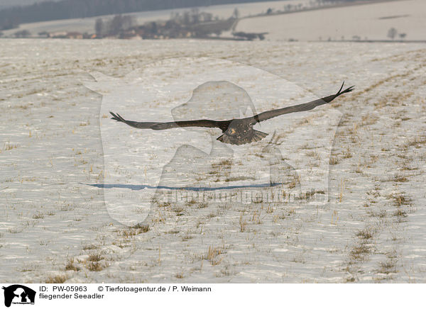 fliegender Seeadler / flying white-tailed eagle / PW-05963