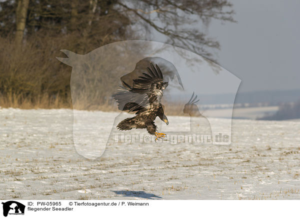 fliegender Seeadler / flying white-tailed eagle / PW-05965