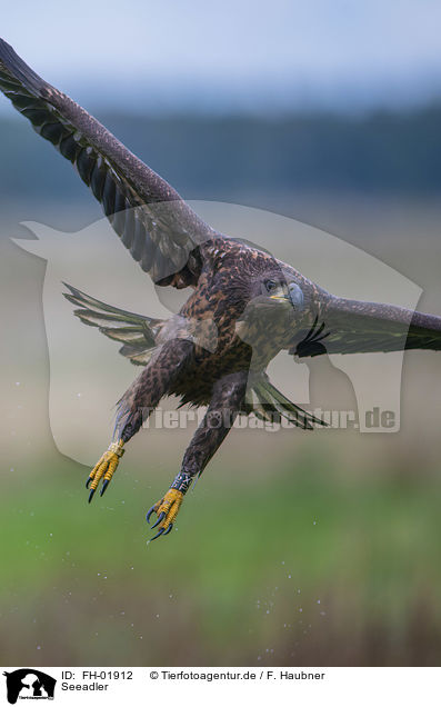 Seeadler / white-tailed sea eagle / FH-01912