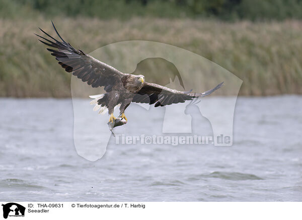 Seeadler / white-tailed sea eagle / THA-09631