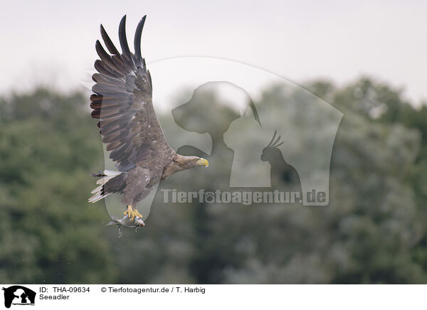 Seeadler / white-tailed sea eagle / THA-09634