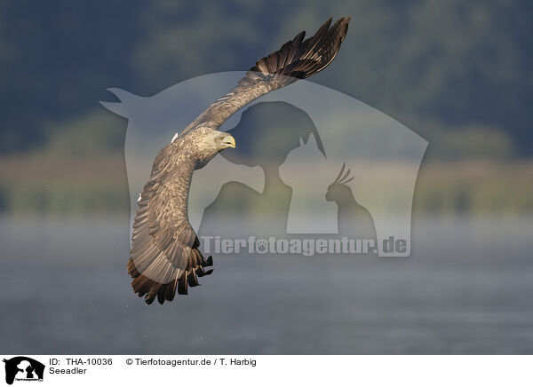 Seeadler / white-tailed sea eagle / THA-10036