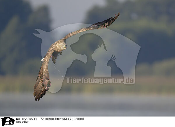 Seeadler / white-tailed sea eagle / THA-10041