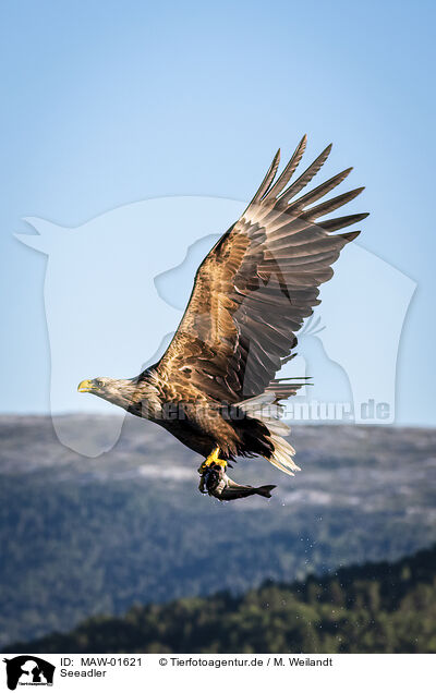 Seeadler / white-tailed sea eagle / MAW-01621