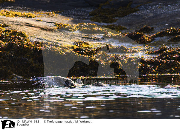 Seeadler / white-tailed sea eagle / MAW-01632