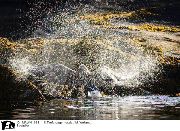 Seeadler / white-tailed sea eagle / MAW-01633