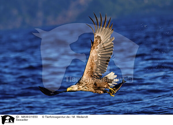 Seeadler / white-tailed sea eagle / MAW-01650