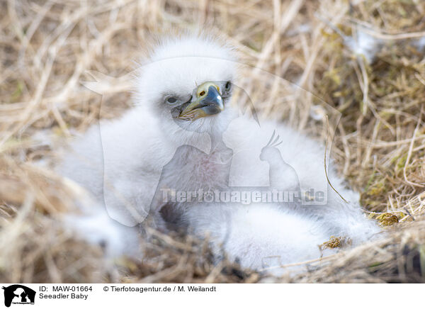 Seeadler Baby / white-tailed sea eagle baby / MAW-01664