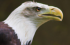 Seeadler