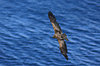 Seeadler