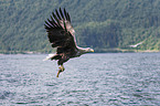 Seeadler