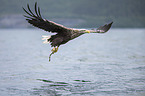 Seeadler