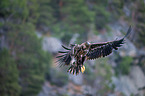 Seeadler