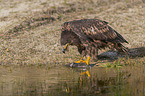 Seeadler mit Beute