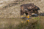 Seeadler mit Beute