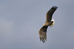 Seeadler