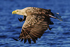 Seeadler