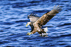 Seeadler