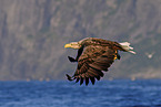 Seeadler