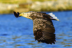 Seeadler