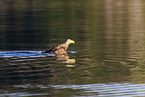 Seeadler