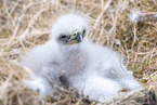 Seeadler Baby