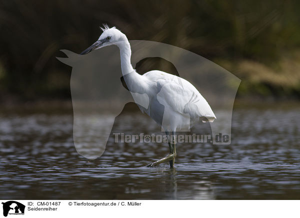 Seidenreiher / little egret / CM-01487