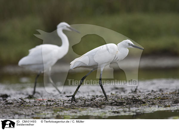 Seidenreiher / little egret / CM-01493