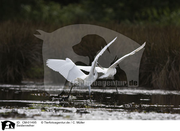 Seidenreiher / little egret / CM-01495