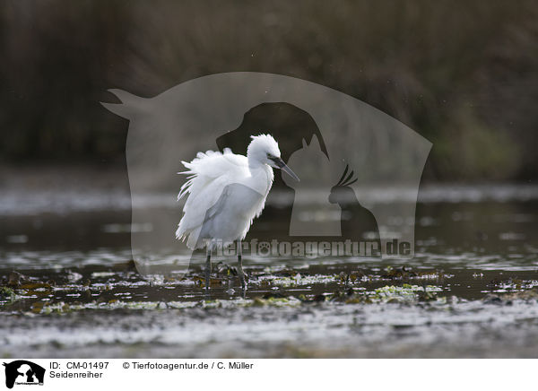 Seidenreiher / little egret / CM-01497