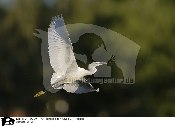 Seidenreiher / little egret / THA-10909