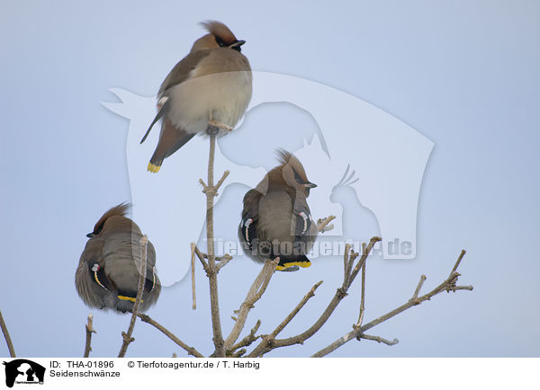 Seidenschwnze / Bohemian waxwings / THA-01896