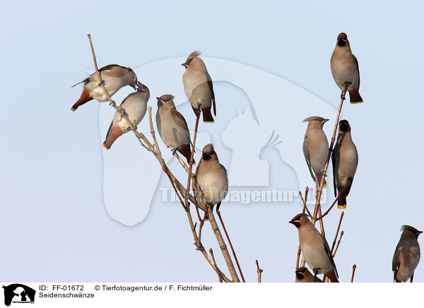 Seidenschwnze / Bohemian waxwing / FF-01672