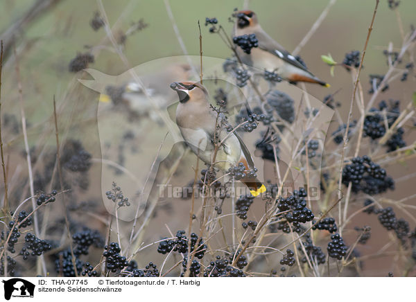 sitzende Seidenschwnze / sitting Bohemian Waxwings / THA-07745