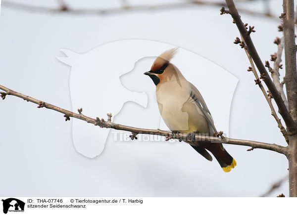 sitzender Seidenschwanz / sitting Bohemian Waxwing / THA-07746