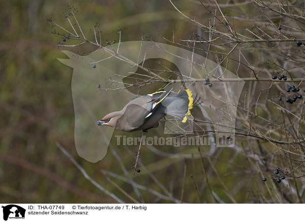 sitzender Seidenschwanz / sitting Bohemian Waxwing / THA-07749