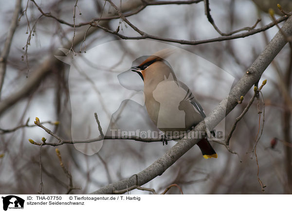 sitzender Seidenschwanz / sitting Bohemian Waxwing / THA-07750