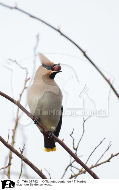 sitzender Seidenschwanz / sitting Bohemian Waxwing / THA-07752