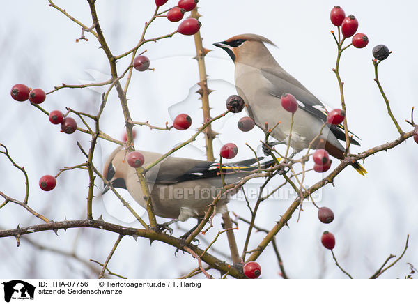 sitzende Seidenschwnze / sitting Bohemian Waxwings / THA-07756