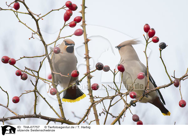 sitzende Seidenschwnze / sitting Bohemian Waxwings / THA-07757