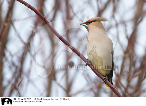 sitzender Seidenschwanz / sitting Bohemian Waxwing / THA-07762