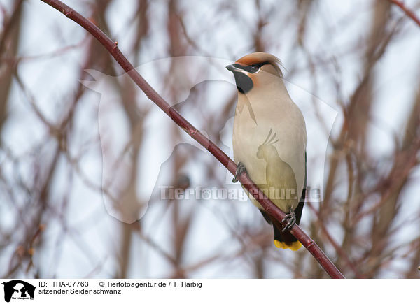 sitzender Seidenschwanz / sitting Bohemian Waxwing / THA-07763