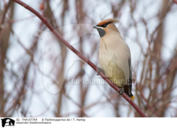 sitzender Seidenschwanz / sitting Bohemian Waxwing / THA-07764