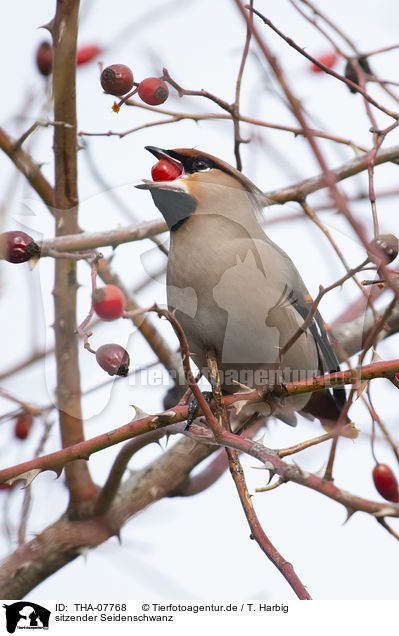 sitzender Seidenschwanz / sitting Bohemian Waxwing / THA-07768